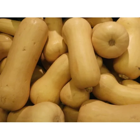 100 Waltham Butternut Winter Squash Seeds - Non-GMO - Heirloom Butternut Squash