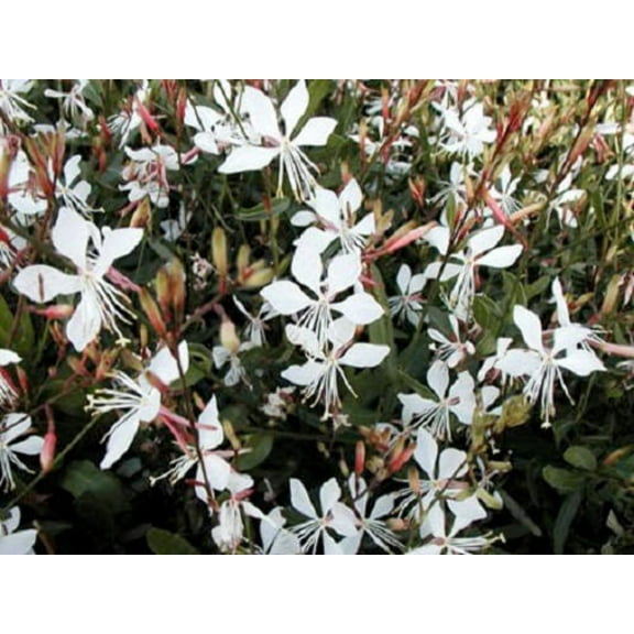 100 White GAURA WHIRLING BUTTERFLIES Gaura Lindheimeri Flower Seeds