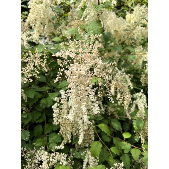 100 White OCEANSPRAY Shrub Creambush Mountain Spray Holodiscus Flower Seeds