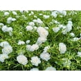 thumbnail image 1 of 100 White PORTULACA Grandiflora / MOSS ROSE Succulent Flower Seeds, 1 of 9