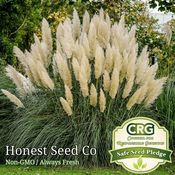 100+ White Pampas Grass Seeds | Ornamental Grass Non-GMO Garden Seeds USA