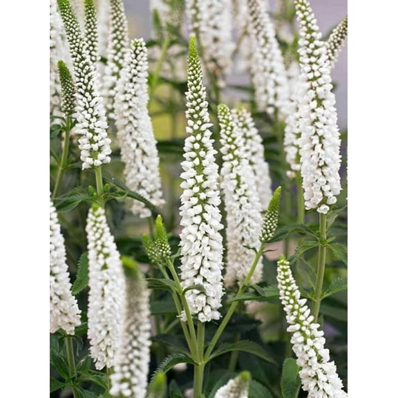 100 White Veronica Seeds Speedwell Royal Candle Flower Perennial Flowers 257