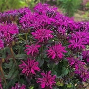 100 Wildberry Bee Balm Seeds   Bergamot Perennial Flower Seeds   Pollinator Friendly Garden Plant