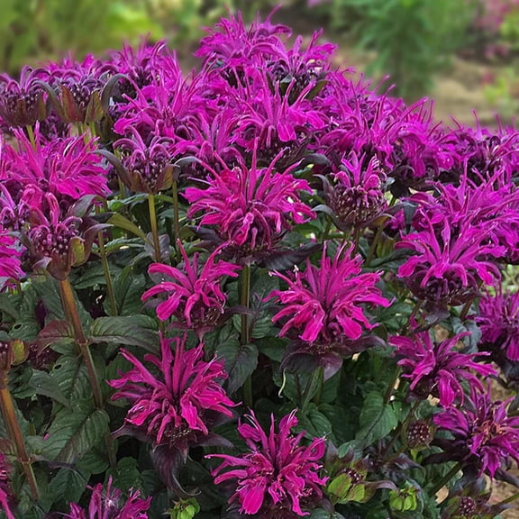 100 Wildberry Bee Balm Seeds  Bergamot Perennial Flower Seeds  Pollinator Friendly Garden Plant