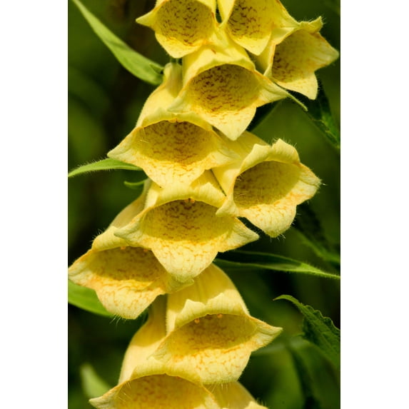 100 YELLOW FOXGLOVE Digitalis Grandiflora Sun or Shade Pollinator aka Large Foxglove or Big-Flowered Foxglove - Flower Seeds