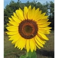 thumbnail image 1 of 100 Yellow Giant Sunflower Seeds for Planting, 1 of 3