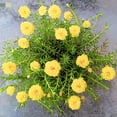 thumbnail image 1 of 100 Yellow PORTULACA MOSS ROSE Portulaca Grandiflora Succulent Flower Seeds, 1 of 11