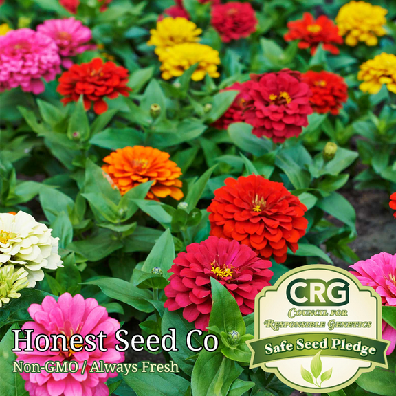 100+ Zinnia Flower Seeds | Mixed Color Flower Seeds Butterfly Annual USA