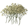thumbnail image 1 of 100 pcs Exquisite White Baby's Breath Real Natural Dried Pressed Flowers for Resin Art Craft DIY Making Wedding Card Home Party Decor, 1 of 8