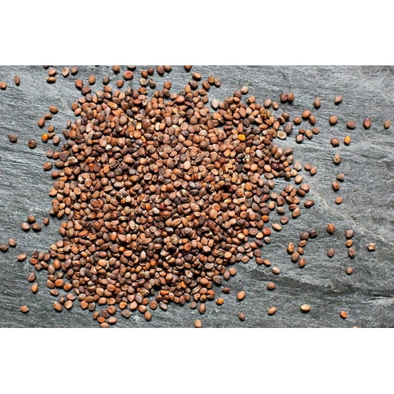 100+ pk Rambo Radish Seed, Home Garden, Sprouting Seeds