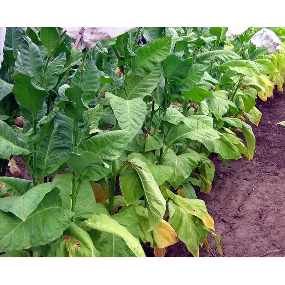 1000 Ainaro Tobacco Seeds ~ Dark Sun Cured Heirloom Non-GMO Nicotiana Tabacum