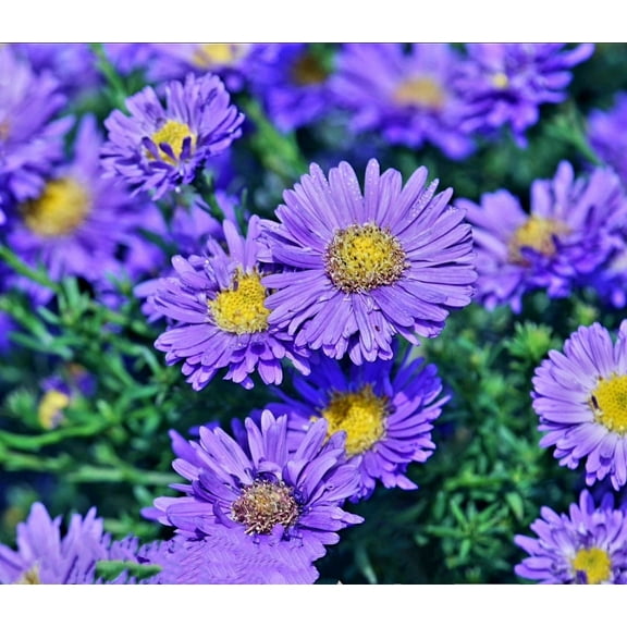 PeavyTailor 1000 Aster Novi Belgii Plant Seeds, Purple Flower Perennial