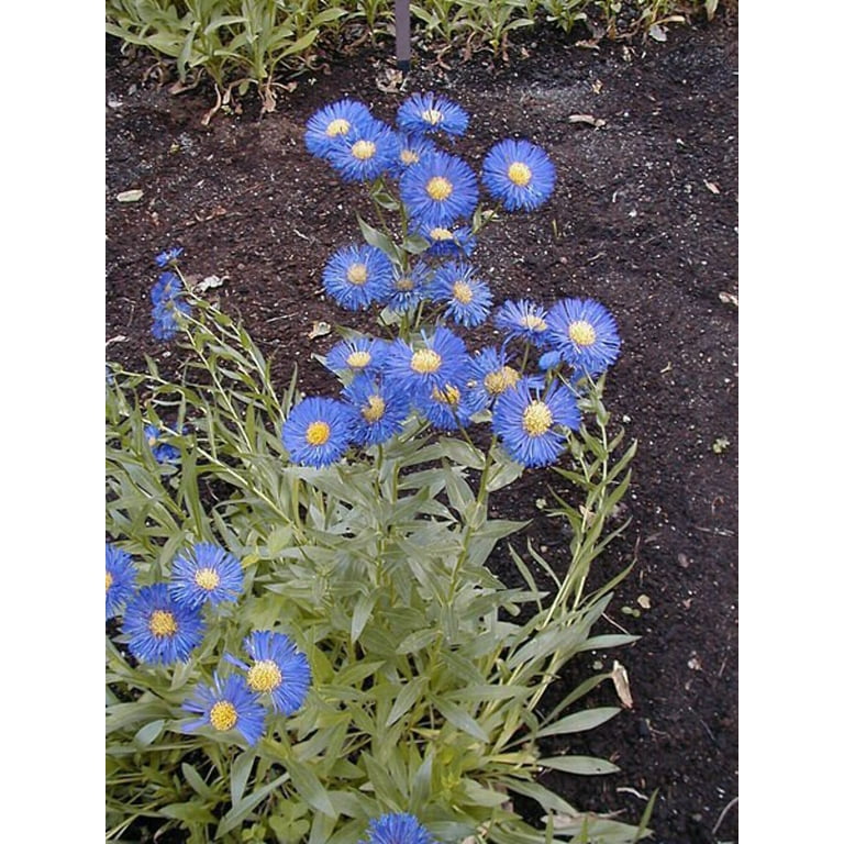 1000 BLUE FLEABANE DAISY (Dainty Daisy / Aspen Fleabane / Oregon Fleabane)  Erigeron Speciosus Flower Seeds 