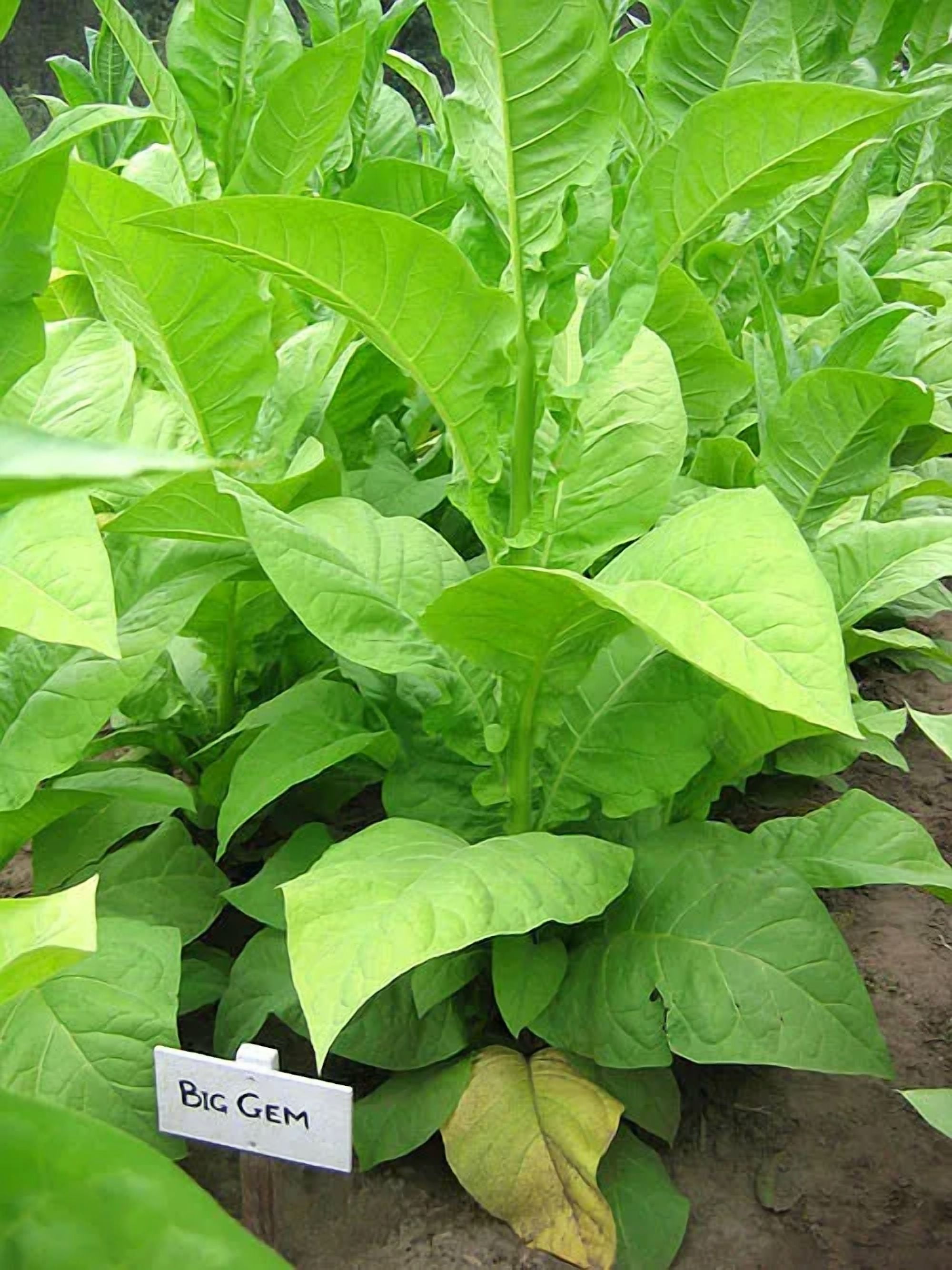 tobacco attestation health choice Plans overview