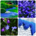 1000+ Blue Creeping Thyme DHF10 Seeds for Planting, Dwarf Ground Cover