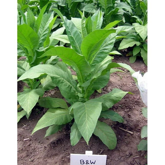 1000 Brown & Williams Low Nic Tobacco Seeds ~ Heirloom Tobacco ~ Non-GMO