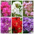 thumbnail image 1 of 1000 Bulk CREPE MYRTLE Mixed Colors Lagerstroemia Indica Mix Tree Shrub Flower Seeds - Red, Purple, Light Pink, Dark Pink, White, & Lilac, 1 of 10