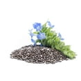 thumbnail image 1 of 1000 CHIA SAGE / SALVIA Salvia Hispanica Flower Seeds, 1 of 10