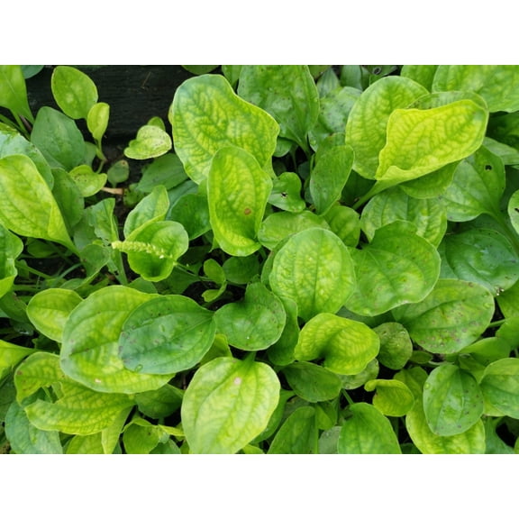 1000 CHINESE PLANTAIN Plantago Asiatica Herb Flower Seeds