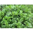 thumbnail image 1 of 1000 COMMON MUGWORT Artemisia Vulgaris Wild Wormwood Herb Yellow Red Flower Seeds, 1 of 9