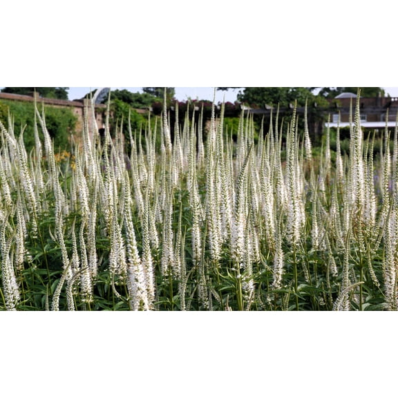 1000 CULVERS ROOT (Black Root) Veronicastrum Virginicum Flower Seeds