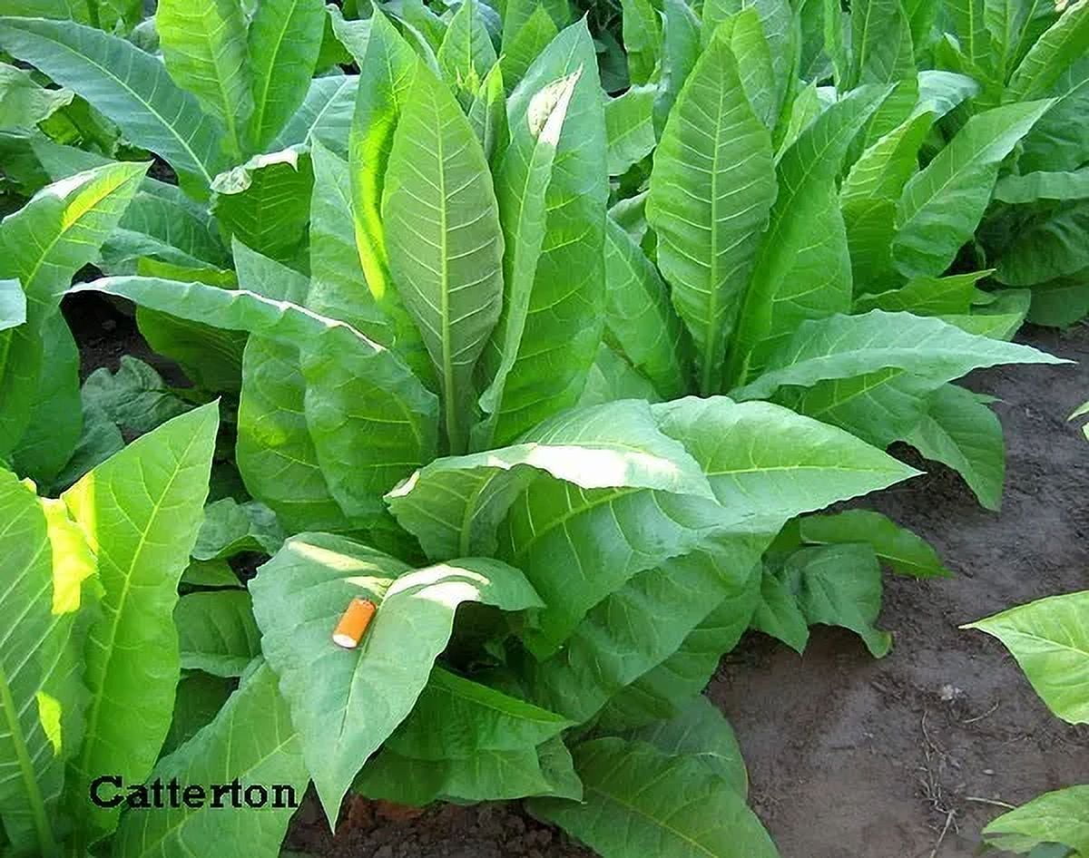 tobacco mosaic virus life cycle PPT - Tobacco mosaic virus PowerPoint Presentation, free download
