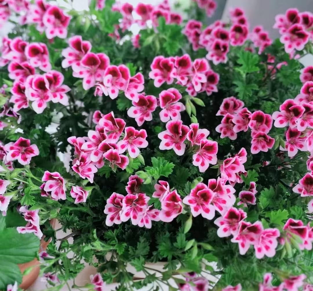 1000+ Citronella Plant Seeds for Planting Outdoor-Perennial Citronella ...