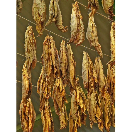 1000 Connecticut Broadleaf Tobacco Seeds ~ Heirloom Non-GMO Nicotiana Tabacum