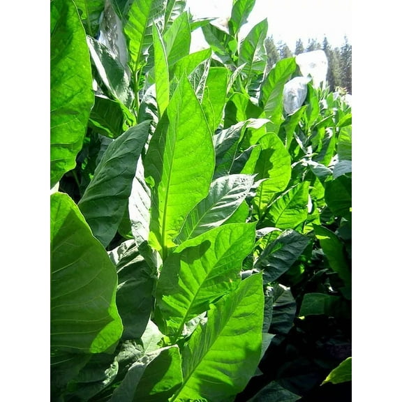 1000 Corojo 99 Tobacco Seeds ~ Wrapper Leaf Heirloom Non-GMO Nicotiana Tabacum