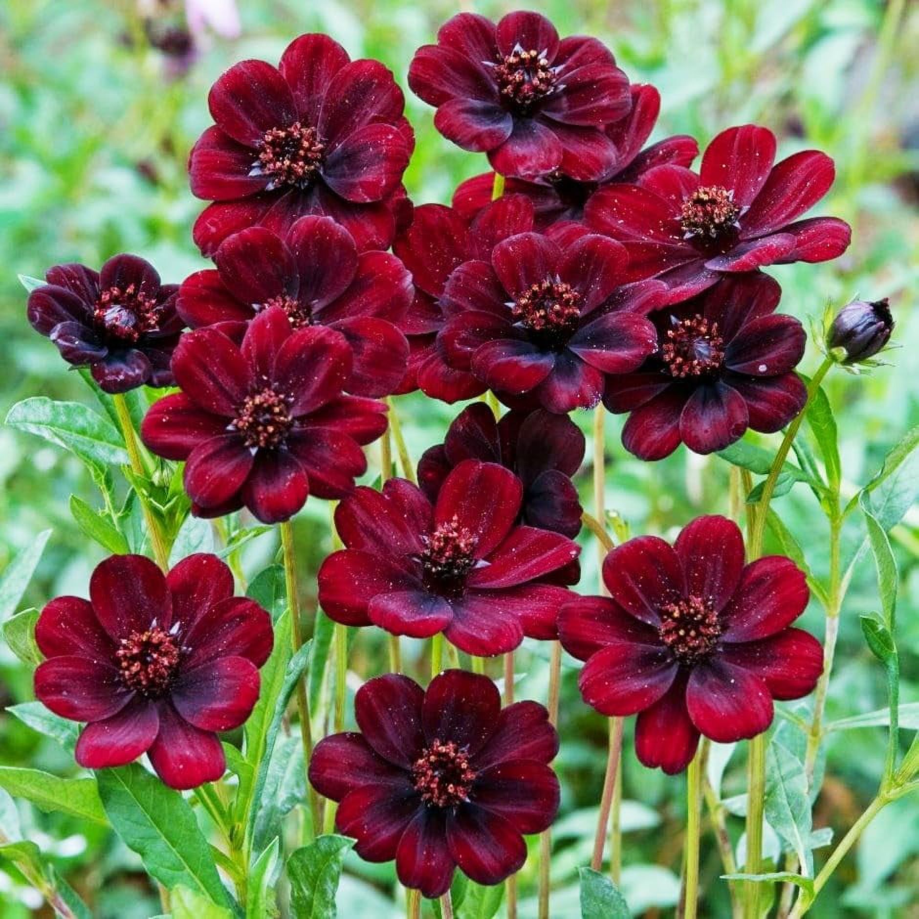 1000+ Cosmos Atrosanguineus Flower DHF10 Seeds for Planting Outdoors