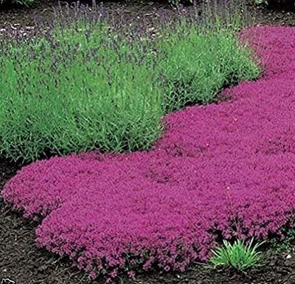 1000 Creeping Thyme Seeds Thymus Serpyllum Perennial Ground Cover