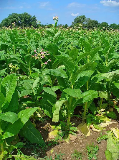 1000 Criollo 98 Tobacco Seeds ~ Nicotiana Tabacum
