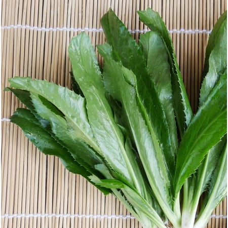 1000 Cualntro Seeds,Eryngium Foetidum Plant, Distinctive Aroma and Flavor by Mai's Family