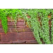 1000 DICHONDRA Repens aka Lawn Leaf Flower Evergreen Ground Cover Seeds