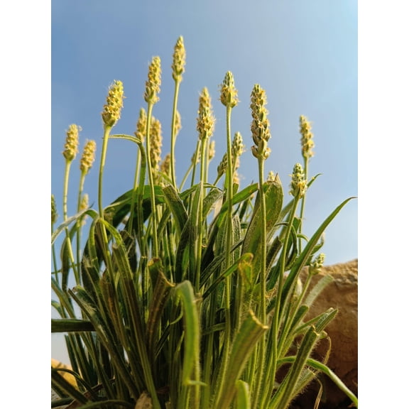 1000 Dark FRENCH PSYLLIUM Herb Flower Flea Seeds