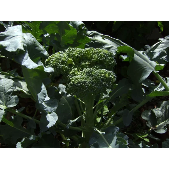 1000 De Cicco Broccoli Seeds - Non-GMO Heirloom Broccoli Seeds - Bulk Seeds