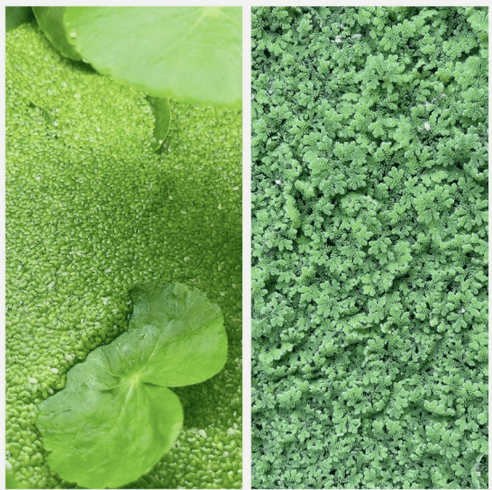 1000 Duckweed + 100 Azolla Live Aquarium Plant Combo  Floating Freshwater  Plants for Fish Tank & Pond