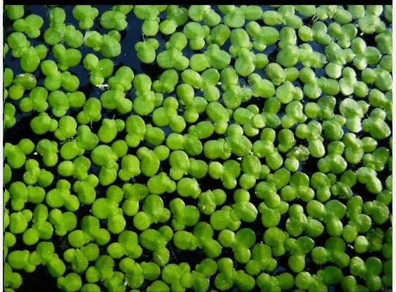 1000+ Duckweed + 100+ Giant Duckweed Live Aquarium & Pond Floating Plants
