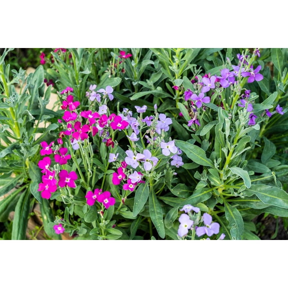 1000 EVENING (night) SCENTED STOCK Matthiola Longipetala Bicornis Flower Seeds