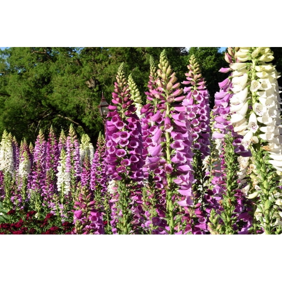 1000 FOXGLOVE EXCELSIOR MIX Digitalis Purpurea Mixed Colors Flower Seeds