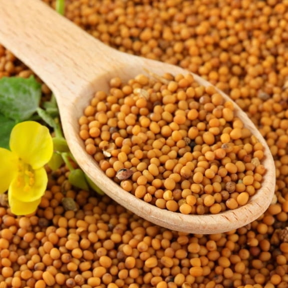 1000 Florida Broadleaf Mustard Seeds, Heirloom Mustard Green Seeds for Planting, Fast Growing Vegetable for Garden and Containers