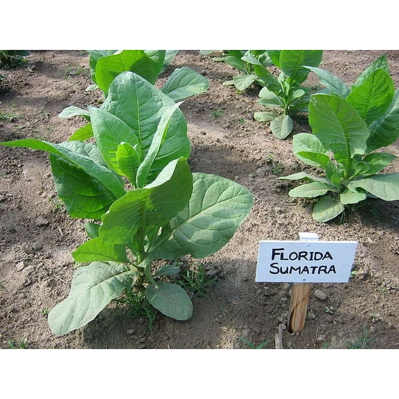 1000 Florida Sumatra Tobacco Seeds ~ Heirloom ~ Cigar Wrapper Tobacco ~ Non-GMO