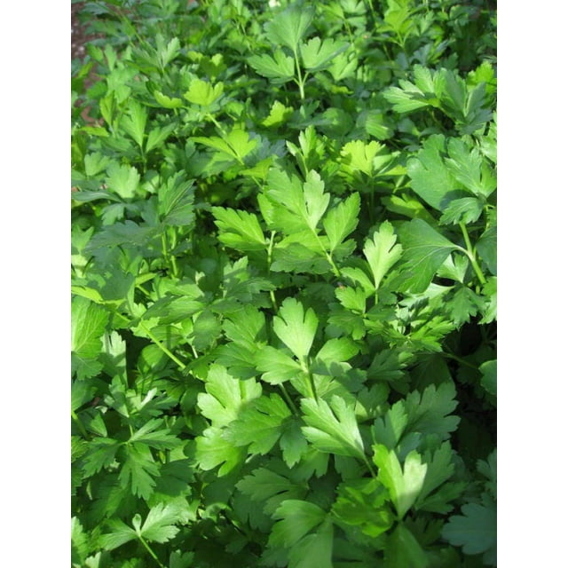 1000 GIANT ITALIAN Flat Leaf PARSLEY Petroselinum Crispum Neapolitanum