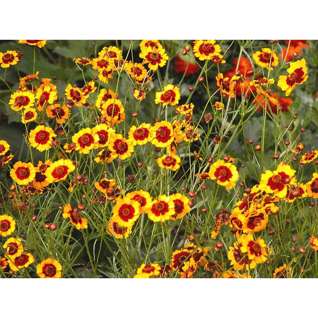 1000 GOLDEN WAVE COREOPSIS (Goldenmane Tickseed) Coreopsis Basalis ...