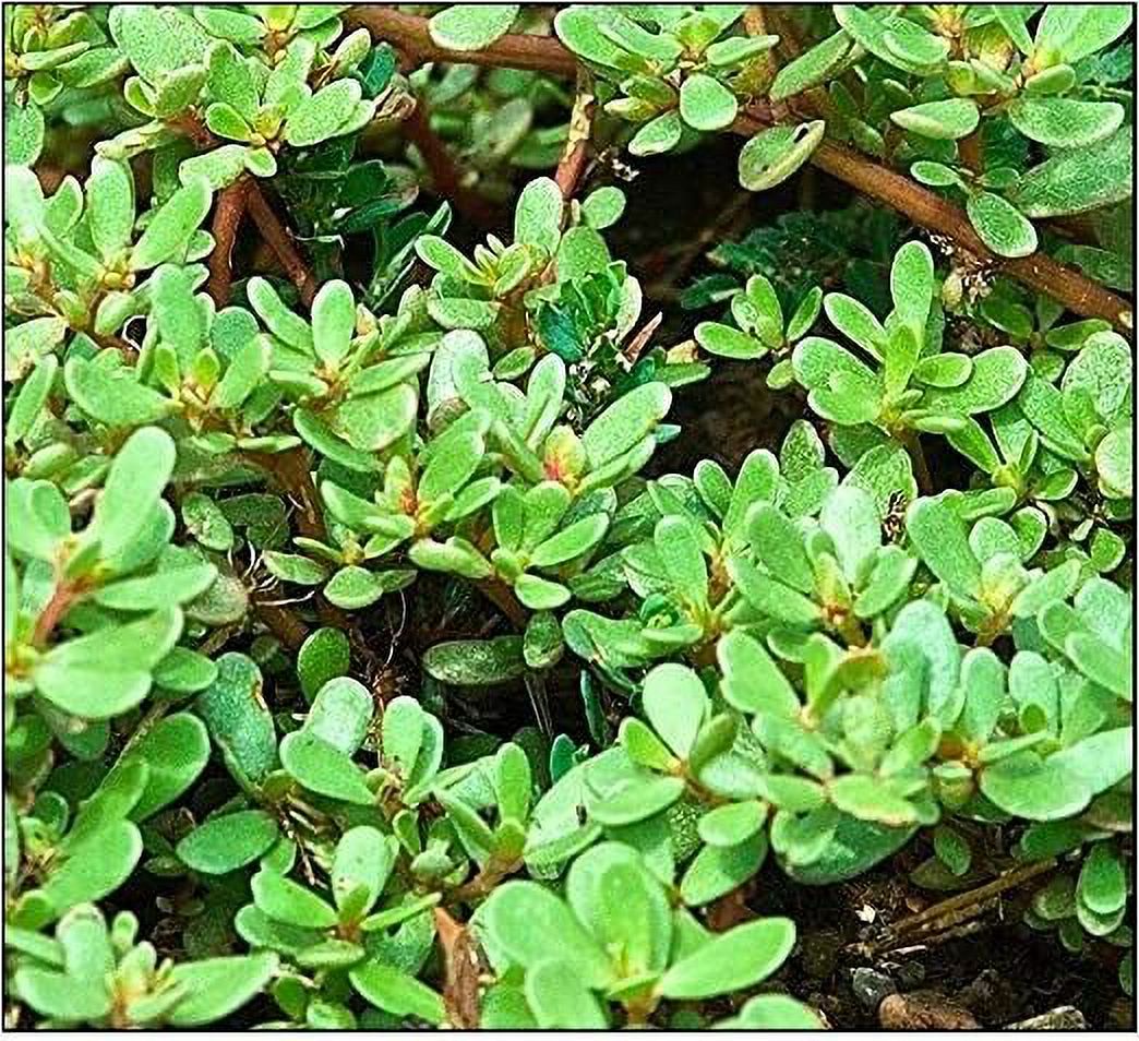 1000 Golden Purslane Seeds Portulaca Sativa Most Omega 3 Of Any