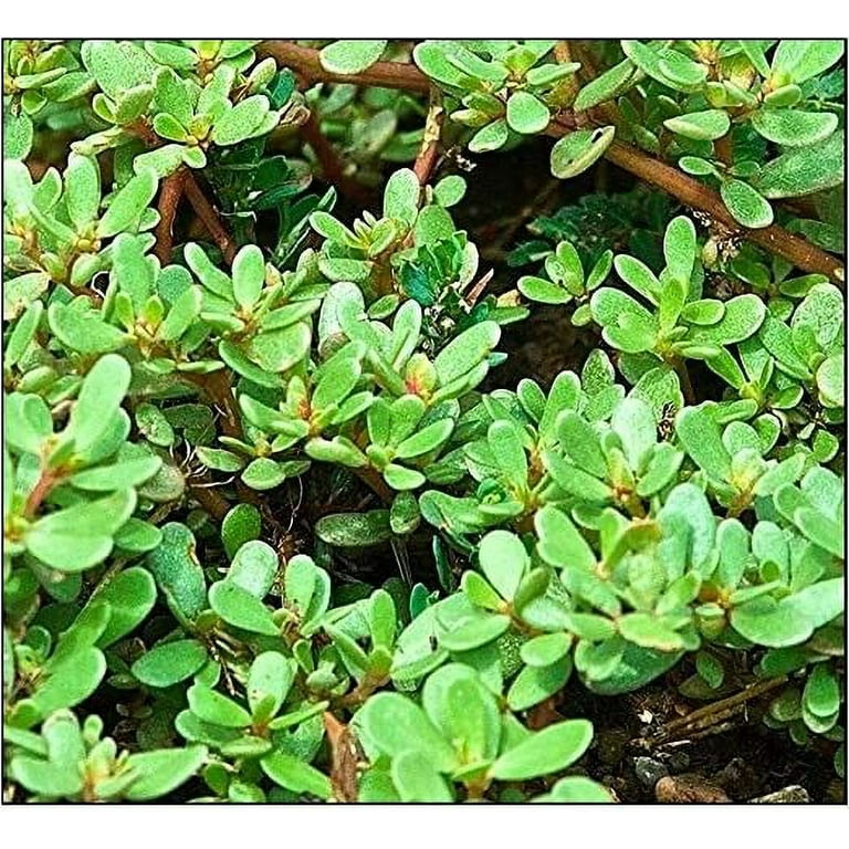 1000 Golden Purslane Seeds Portulaca Sativa Most Omega 3 Of Any Leafy Vegetable