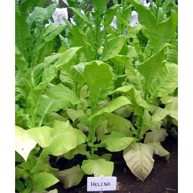 chaney's tobacco greenville tx CHANEY'S TOBACCO STATION - Updated May 2026 - 6009 Wesley St, Greenville,  Texas - Tobacco Shops - Phone Number