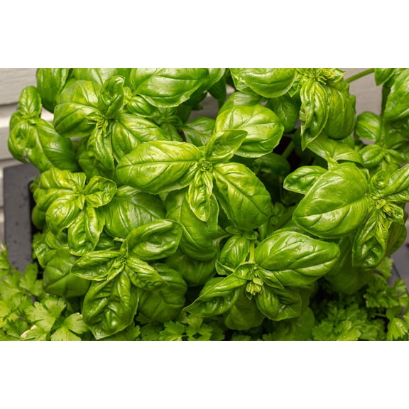 1000 Italian LARGE LEAF BASIL Ocimum Basilicum Herb Flower Seeds