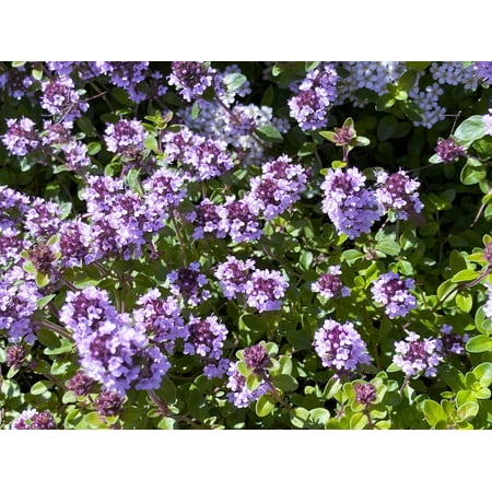 1000 LEMON THYME Thymus Pulegioides Herb Purple Flower Fragrant Evergreen Seeds
