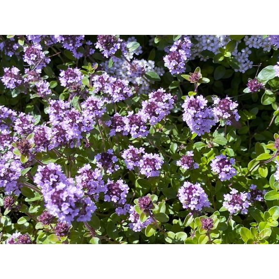 1000 LEMON THYME Thymus Pulegioides Herb Purple Flower Fragrant Evergreen Seeds